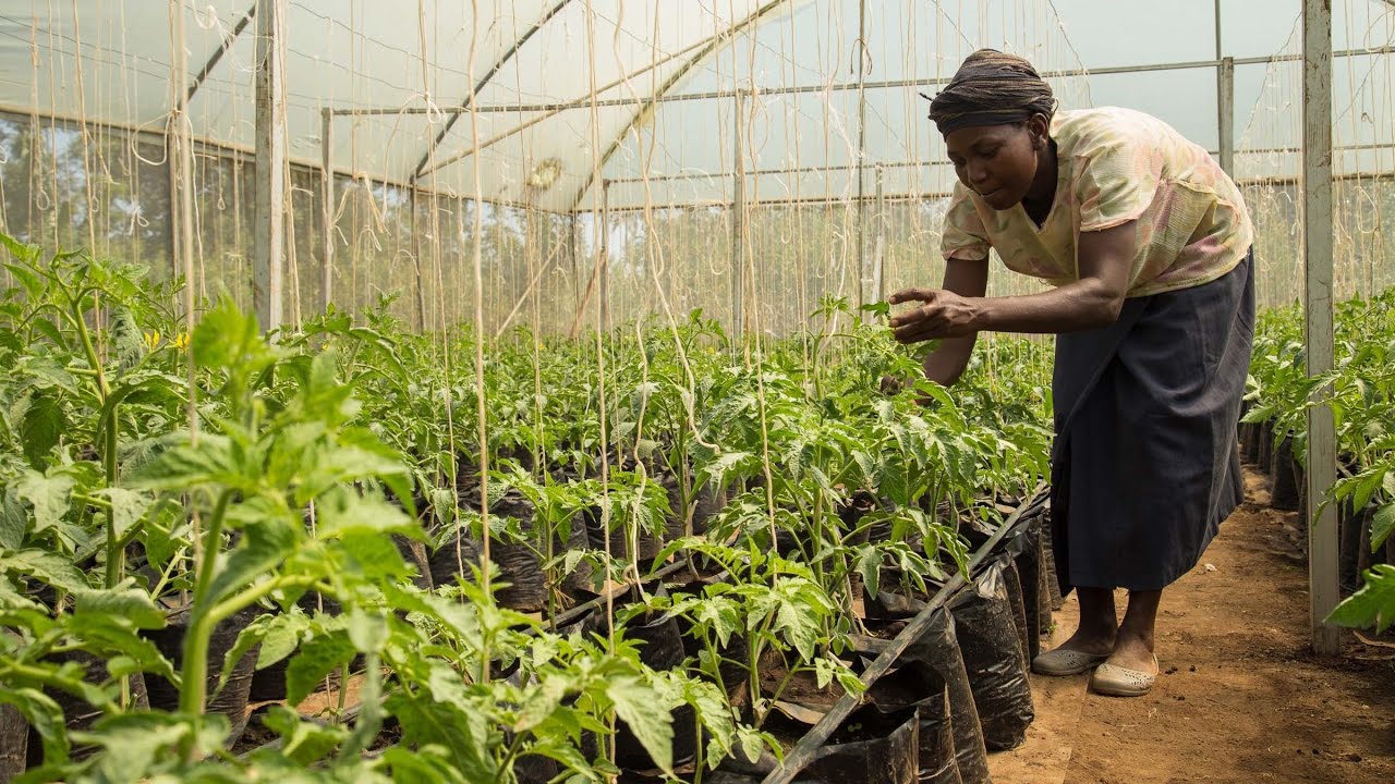 Change policy to scale up climate-smart farming in Africa