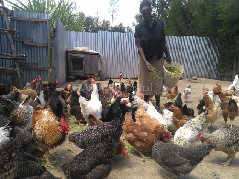 Chicken farming gave us jobs we yearned for - FarmKenya Initiative