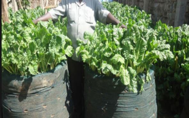 City slum youths find extra cash in urban farming