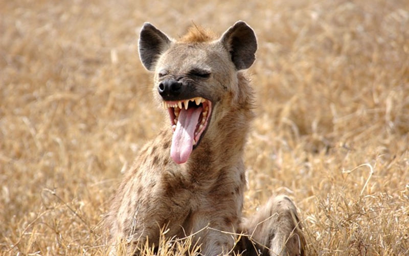 Concerns over hyenas going for buffalo at Aberdare National Park