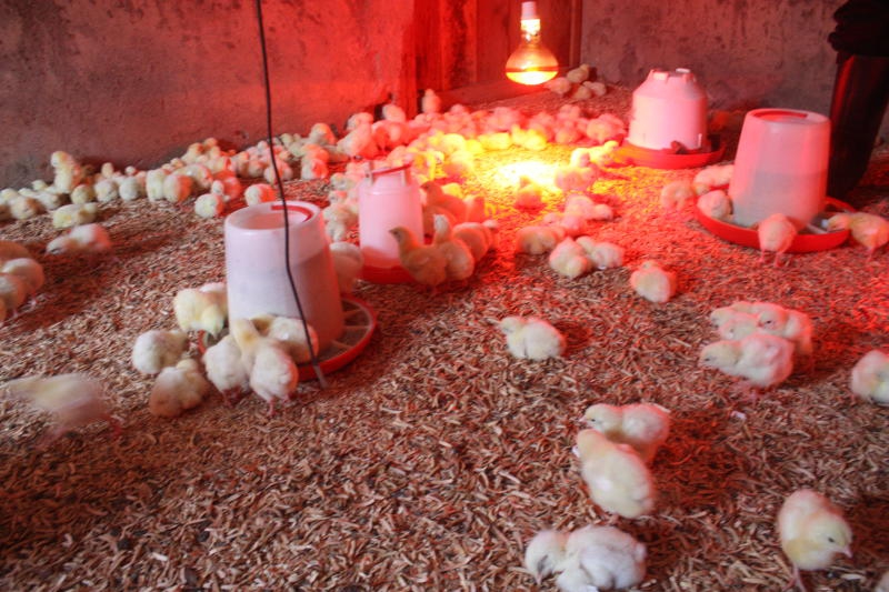 Diseases that strike chicken in cold season