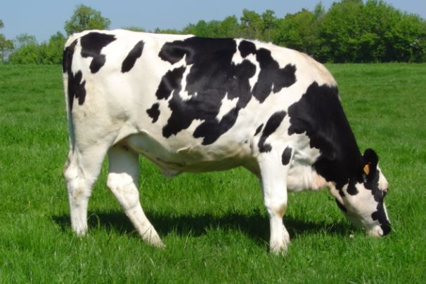 Dos and don’ts when your heifer is pregnant