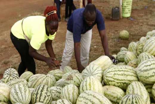 Farmers cry foul over 'imported' water melon