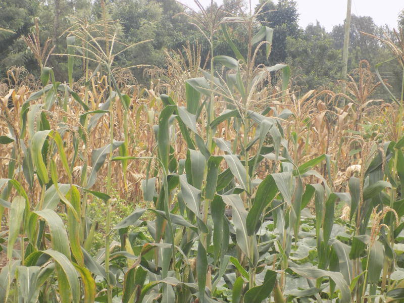 Farmers reject Sh2,300 maize price endorsed by Cabinet