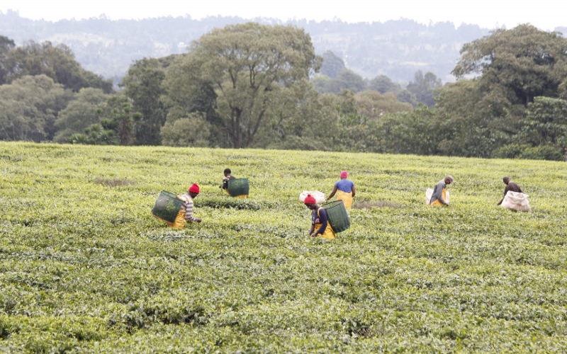 Farmers uproot tea crop to allow for new varieties - FarmKenya Initiative