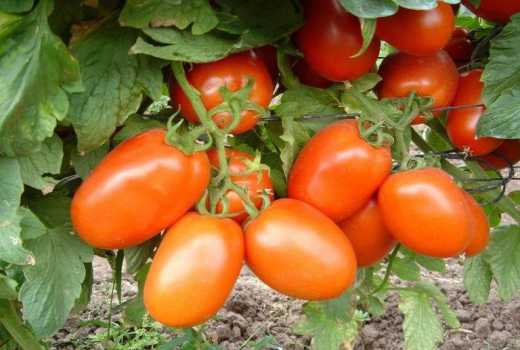 Firm launches new tomato variety