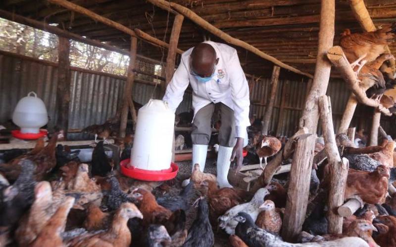 Edwin Ogola, Director at Maningi Poultry farm attends to his chicken at his farm in Rarieda Siaya county. (Collins Oduor, Standard) Close