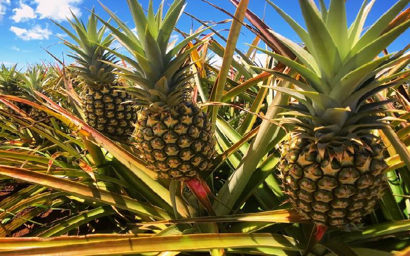 Guards who killed man over pineapple farm trespass charged