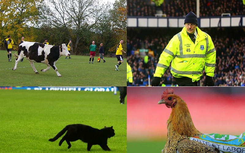 HILARIOUS: Five funniest animal pitch invaders of all time