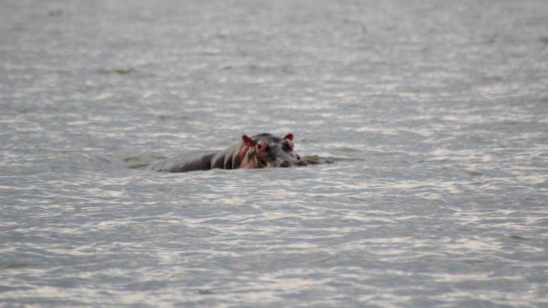 Hippo kills croc attack survivor