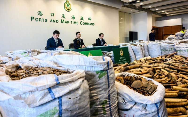 Hong Kong seizes record eight tonnes of pangolin scales