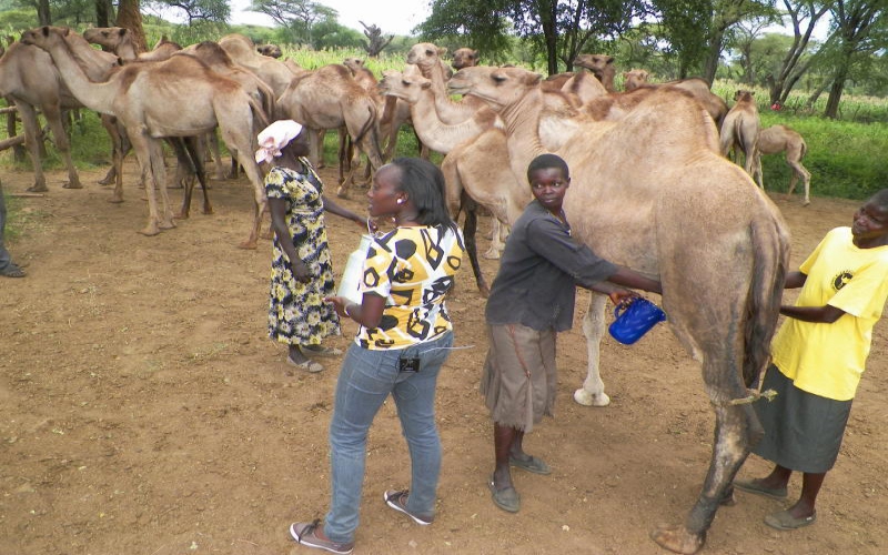 Camel rearing changing Kerio valley residents lives. - The Standard