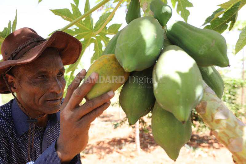 How I grow rich crops in arid Mandera