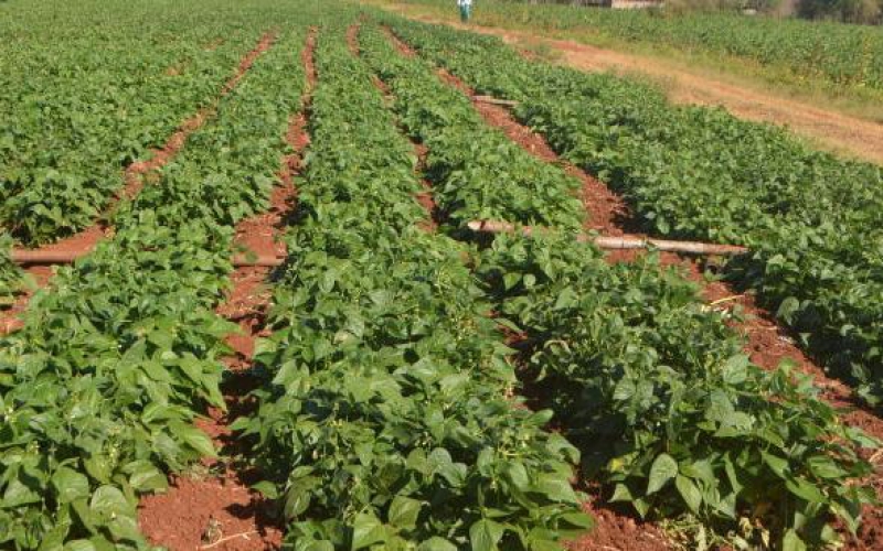 How I secured French beans export market Farm Kenya Initiative