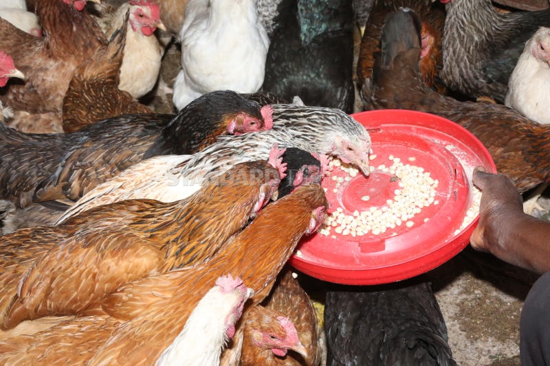 How to pick the best kienyeji chicken breed FarmKenya Initiative