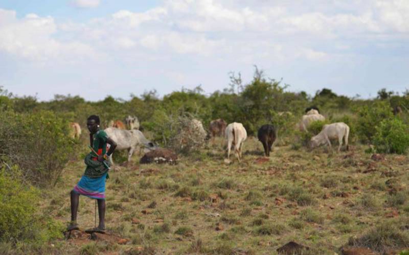 KNBS to hire special enumerators to register Samburu pastoralists
