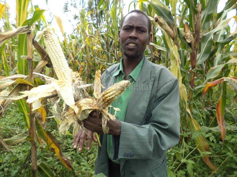 Maize harvest drops after years of viral ravage in South Rift region