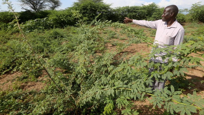 Mathenge tree, the weed from hell