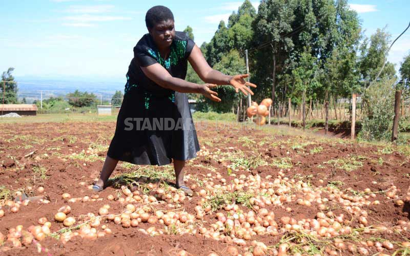 New regulations key to unlocking potato farming potential