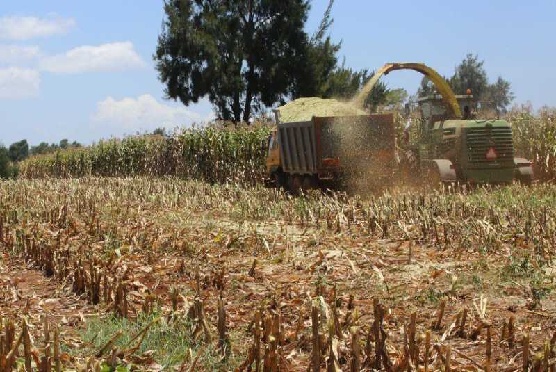 No end to rot at cereals board as farmers continue suffering