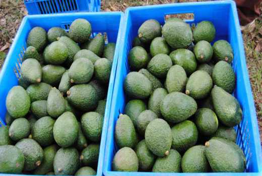 Planning to export avocados? Get it right