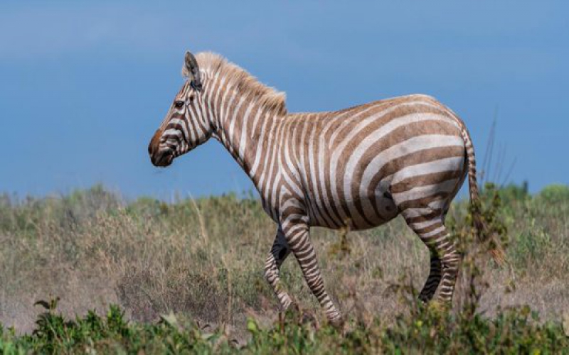Rare coloured zebra spotted at Serengeti National Park