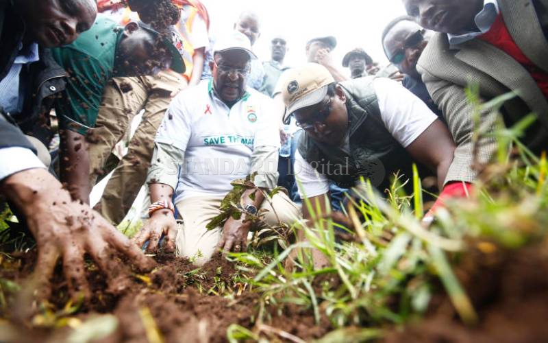 Ruto allies keep off as tree planting in Mau Forest begins