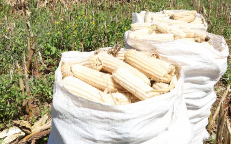 Senate adopts maize farmers’ wish list but will move stem crisis?