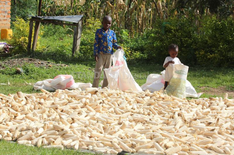 Senate team on maize crisis begins regional tour