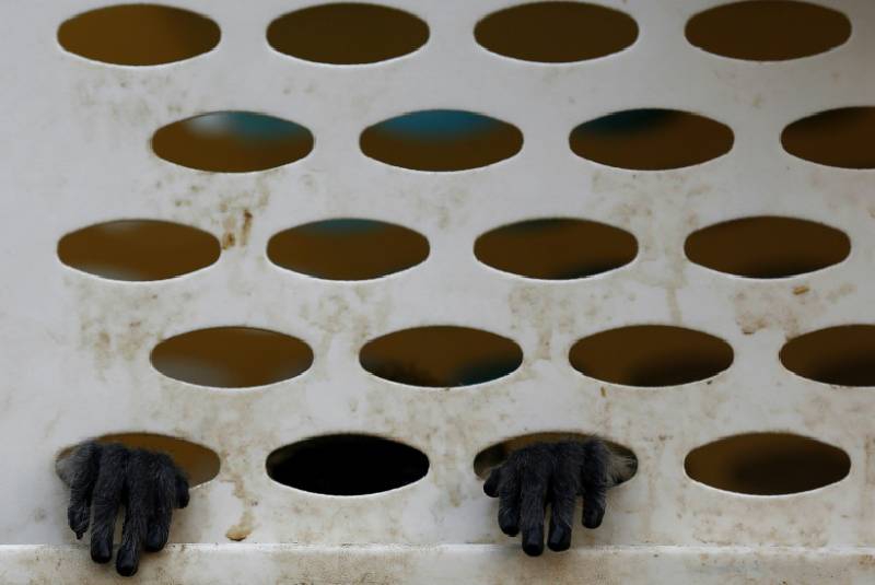 Six men arrested for killing, eating endangered monkey