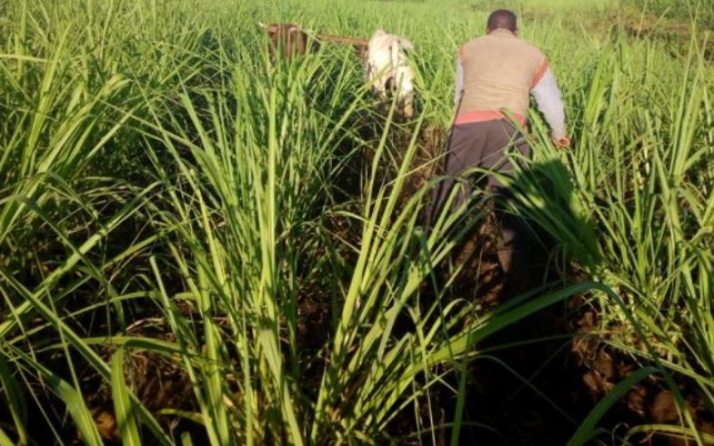 Students sinks Helb money into sugarcane farming