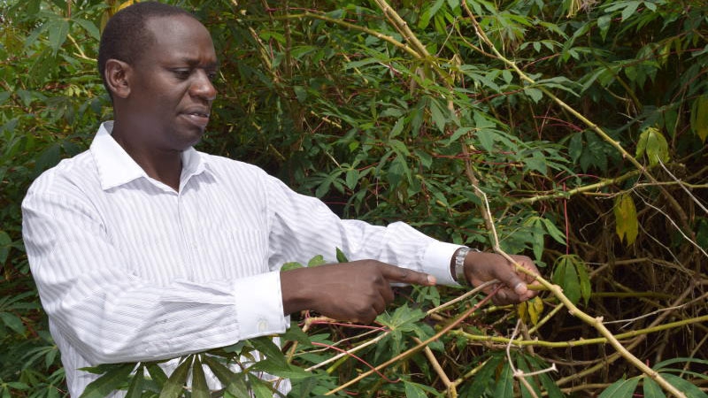 Super strong cassava to outsmart climate change