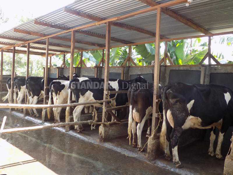 Taking care of cattle during rainy season