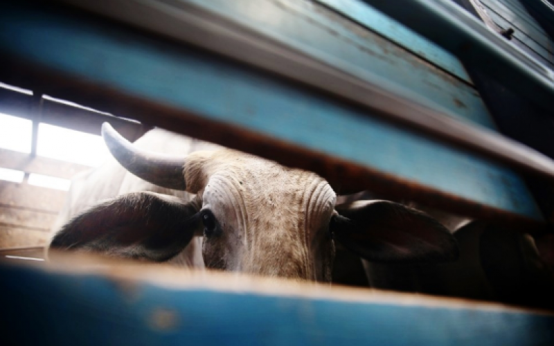 Tension high at Logoman following cattle theft
