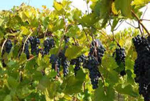 Tips on grapes growing