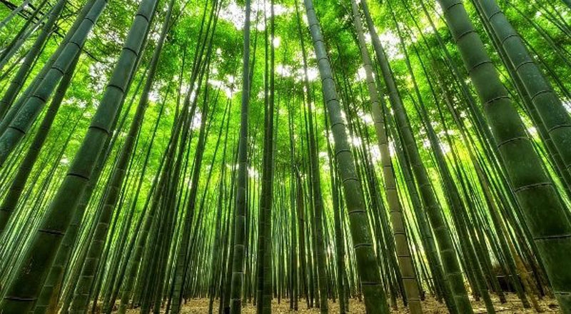 Try bamboo and forget about pests, poor rains