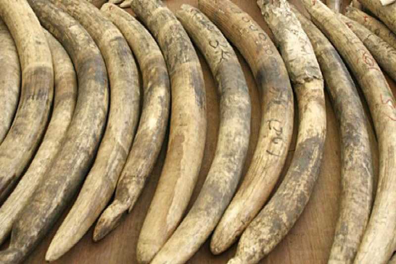 KWS rangers recover eight pieces of elephant tusks in Samburu