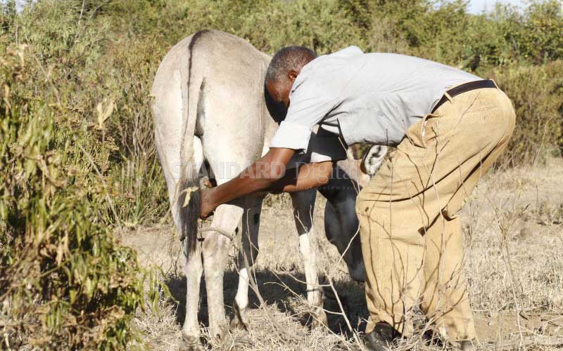 University, groups lay the ground for study on donkeys