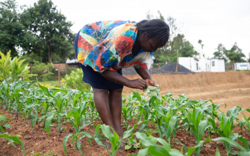 Want to start farming? Your complete guide to success - FarmKenya ...