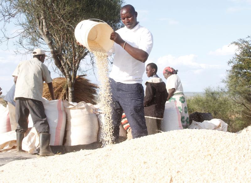 We won’t plant other crops, say maize farmers