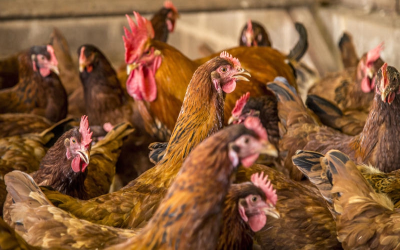 What Does It Take To Rear Kienyeji Chicken? - Farmkenya Initiative