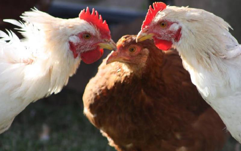 Why your birds peck each other’s feathers Farm Kenya Initiative