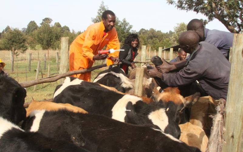 To help her manage the farm, she has employed a team of trained farm professionals. [Peter Ochieng’, Standard]