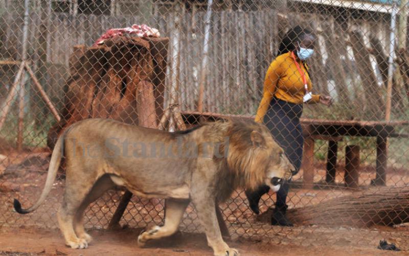 Feeding the king of the jungle