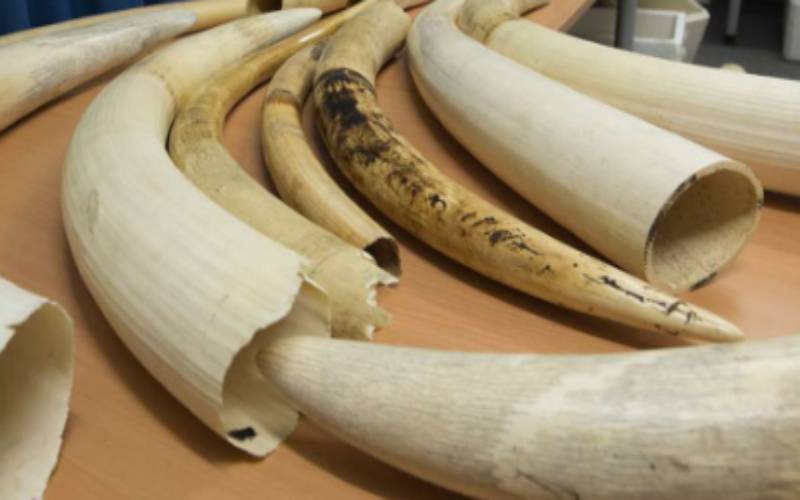 Two arrested in Busia for allegedly trafficking Sh9.1m ivory