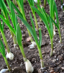 Want to start a garlic farm? Master the basic skills first