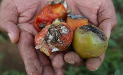 Watch out for soil ‘HIV’ attacks that can wipe out entire tomato crop
