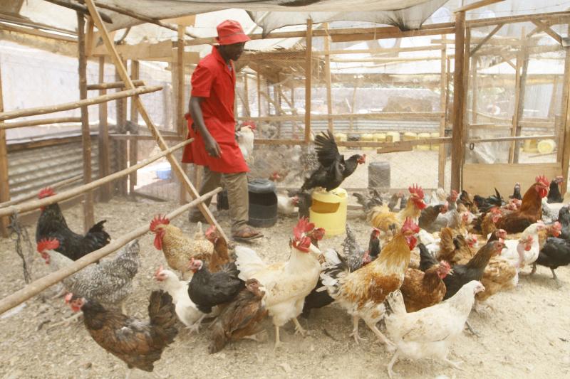 what is a poultry farm