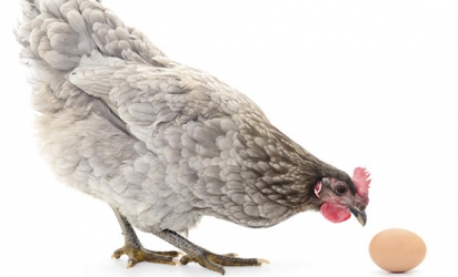 What to look out for when your eggs don’t add up