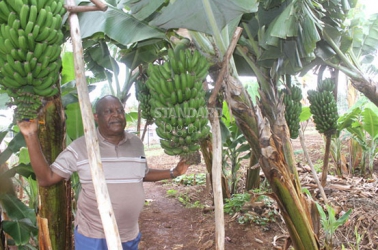When siasa gets hot, farming cools me